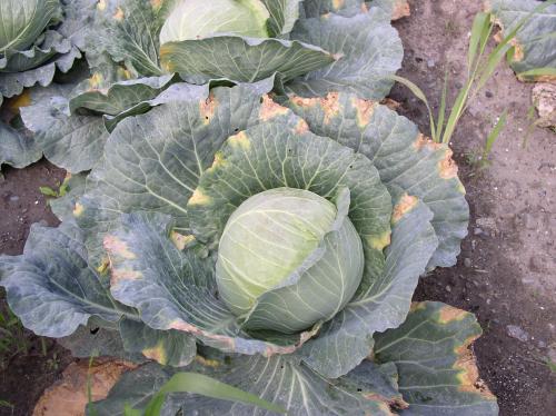 Managing Black Rot Of Cabbage And Other Crucifer Crops In Organic ...